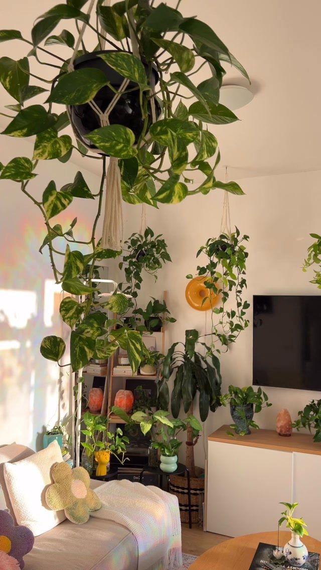Numerous green houseplants hanging and placed on furniture in a bright living room.