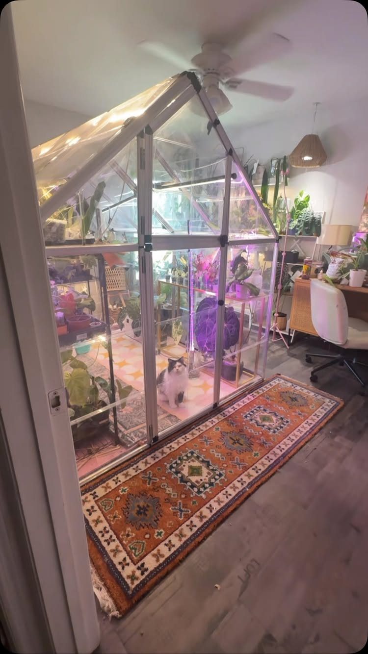 Indoor greenhouse filled with plants and purple lights next to a patterned rug.